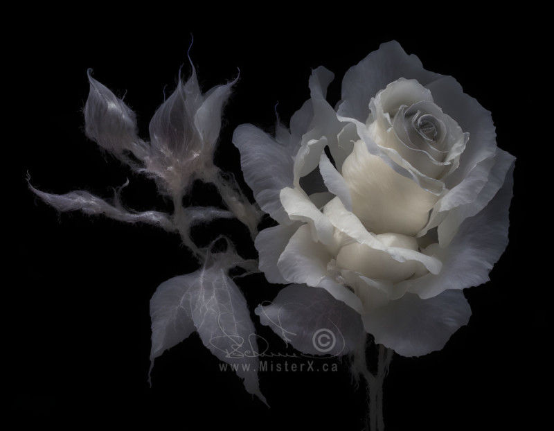 The pale white spirit of a rose, its stem, and leaves are seen against a pitch black background.